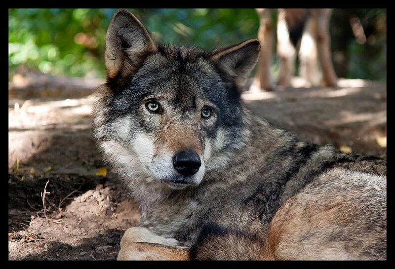 Wolf Lying on Ground — Gray, Calm, Afternoon, Photograph, Forest