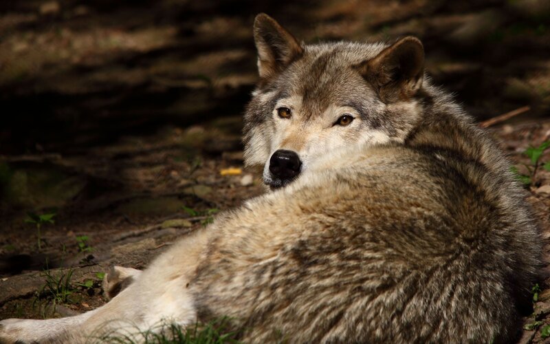 Wolf Lying on Ground — Gray, Calm, Afternoon, Photograph, Grass, Trees