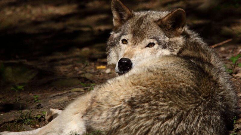 Wolf Lying on Ground — Gray, Calm, Afternoon, Photograph