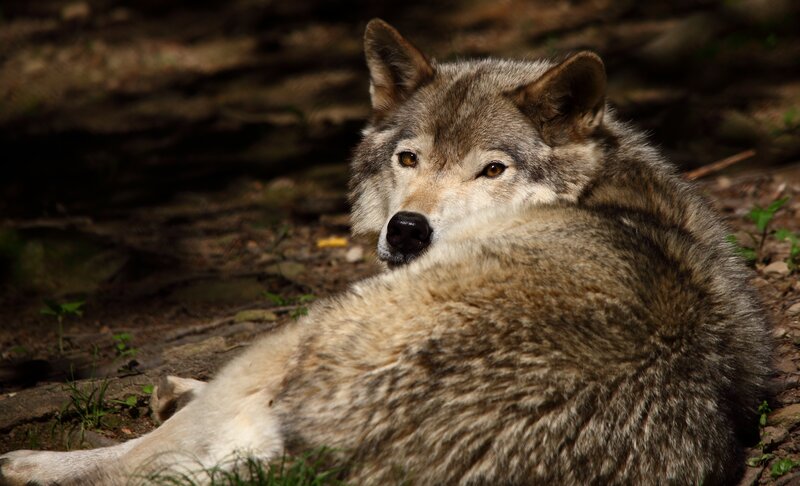 Wolf Lying on Ground — Gray, Calm, Afternoon