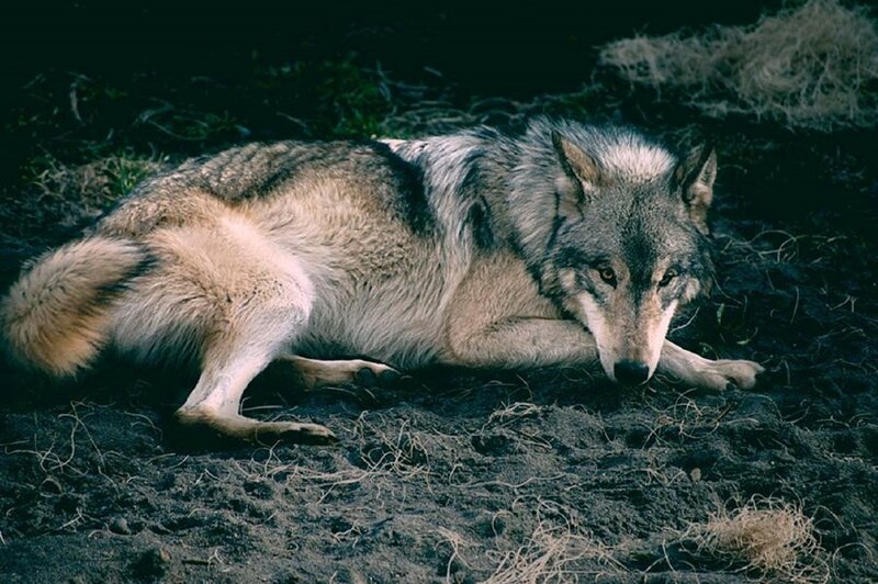 Wolf Lying on Ground — Gray, Calm, Photograph, Grass