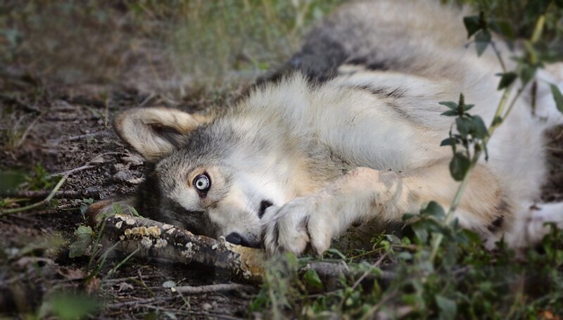 Wolf Lying on Ground — Gray, Calm, Photograph