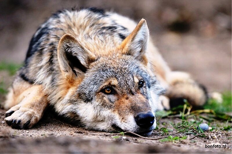 Wolf Lying on Ground — Gray, Calm
