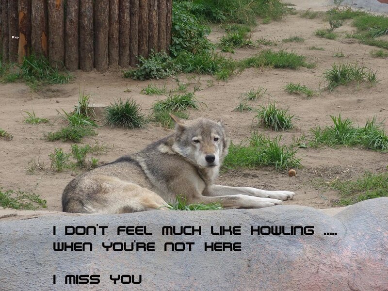 Wolf Lying on Ground — Gray