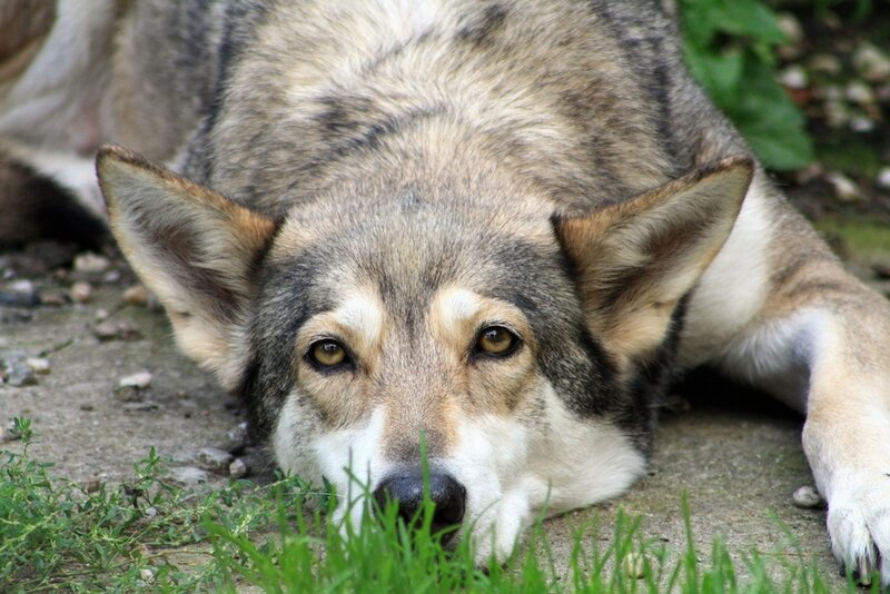Wolf Lying on Ground