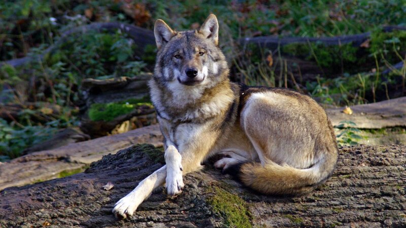 Wolf Lying on Log