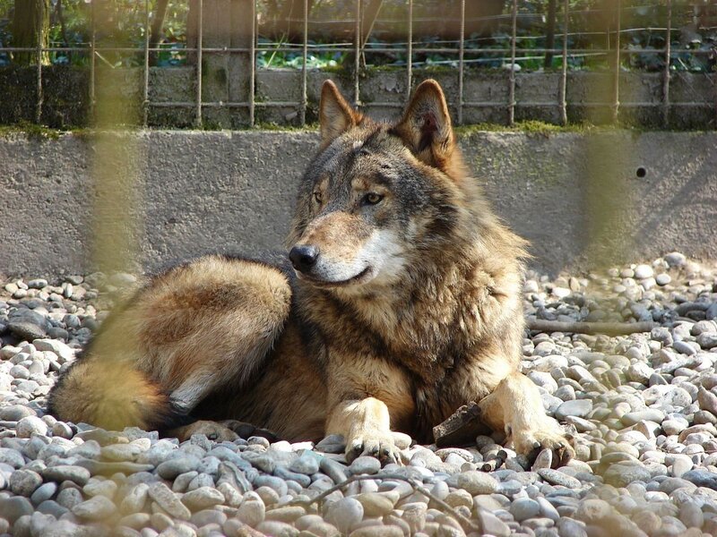 Wolf Lying on Pebbles — Brown, Calm