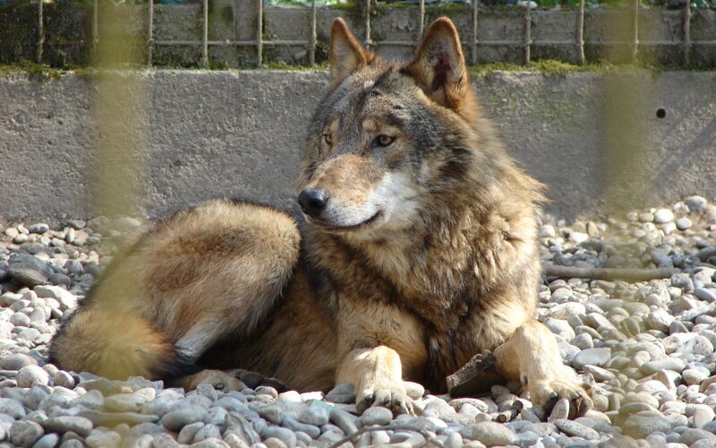 Wolf Lying on Pebbles