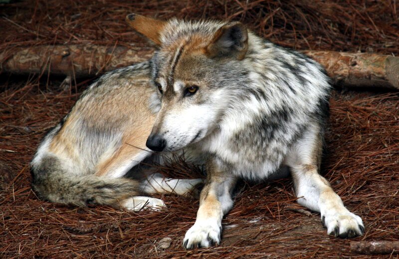 Wolf Lying on Pine Needles