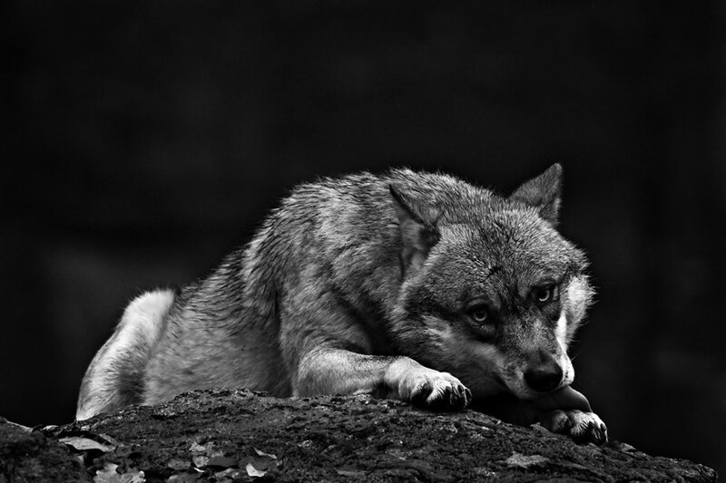 Wolf Lying on Rock — Black