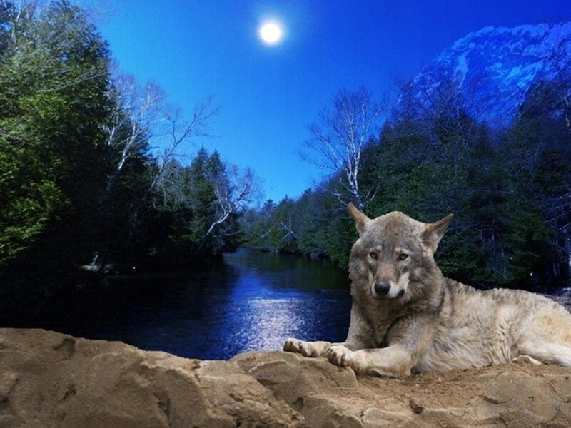 Wolf Lying on Rock — Blue