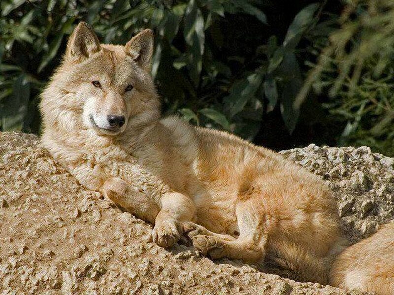 Wolf Lying on Rock — Brown, Calm, Afternoon, Photograph