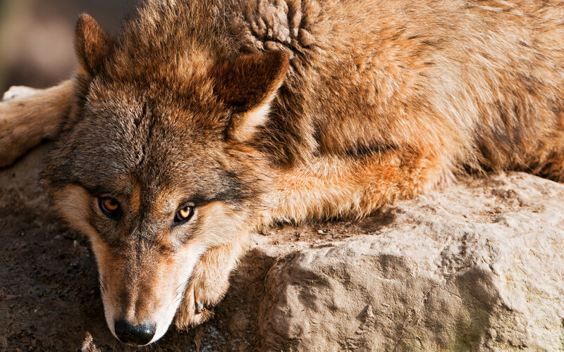 Wolf Lying on Rock — Brown, Calm, Afternoon