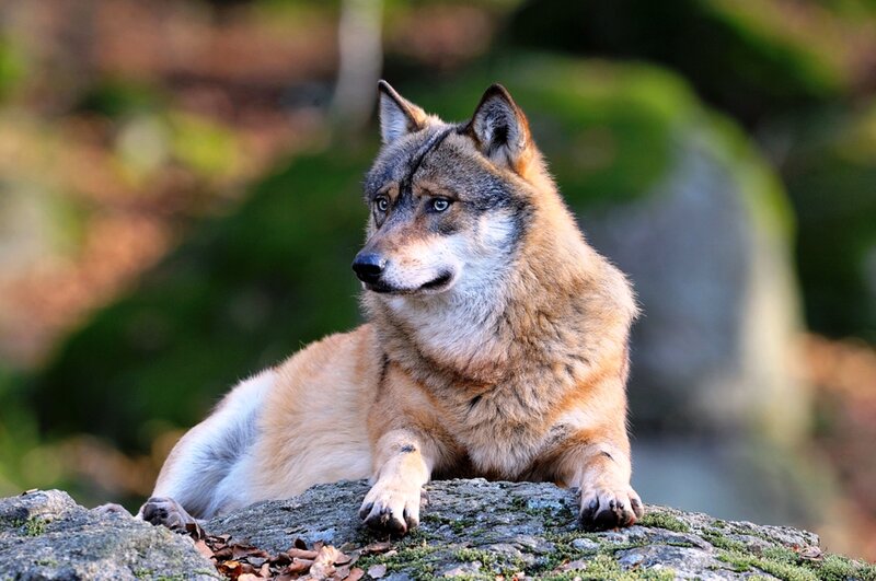 Wolf Lying on Rock — Brown