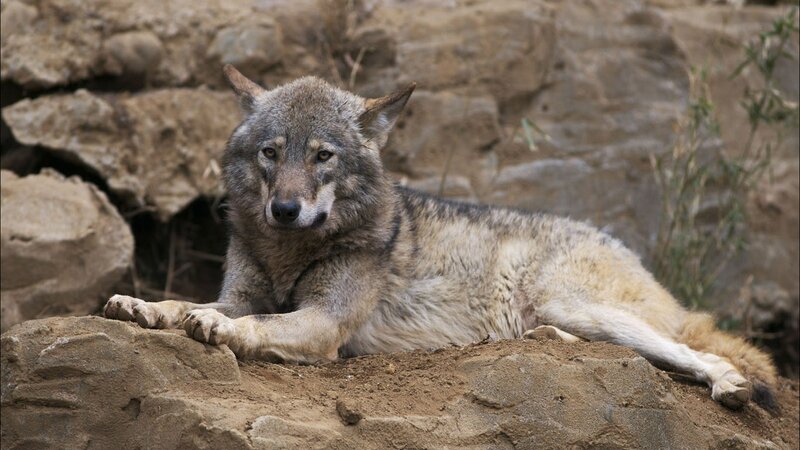 Wolf Lying on Rock — Gray, Calm