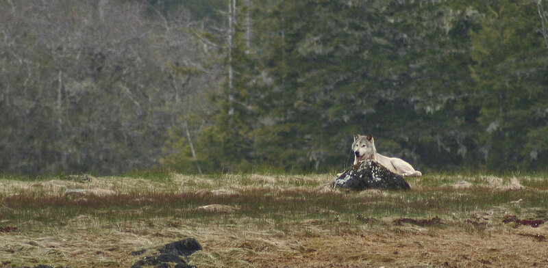 Wolf Lying on Rock — Green
