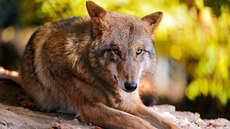 Wolf Lying on Rock