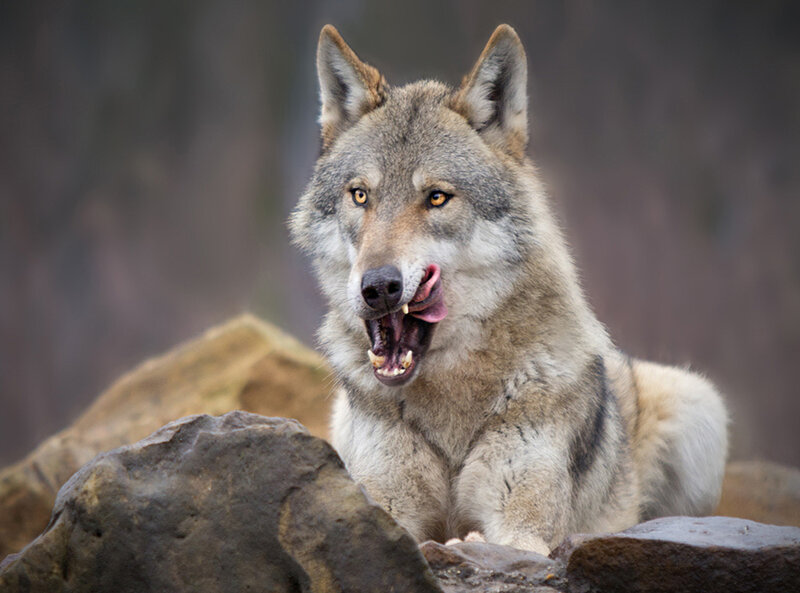 Wolf Lying on Rocks — Gray, Alert