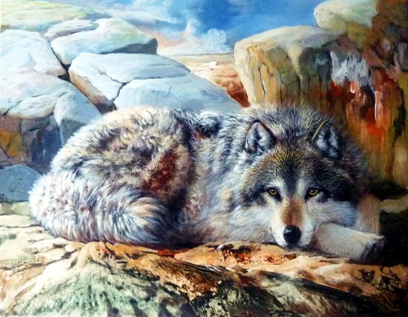 Wolf Lying on Rocks — Gray