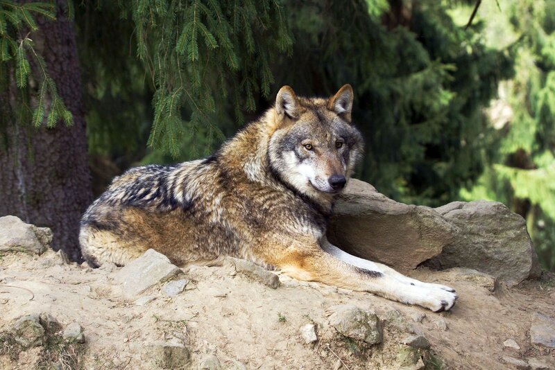 Wolf Lying on Rocks