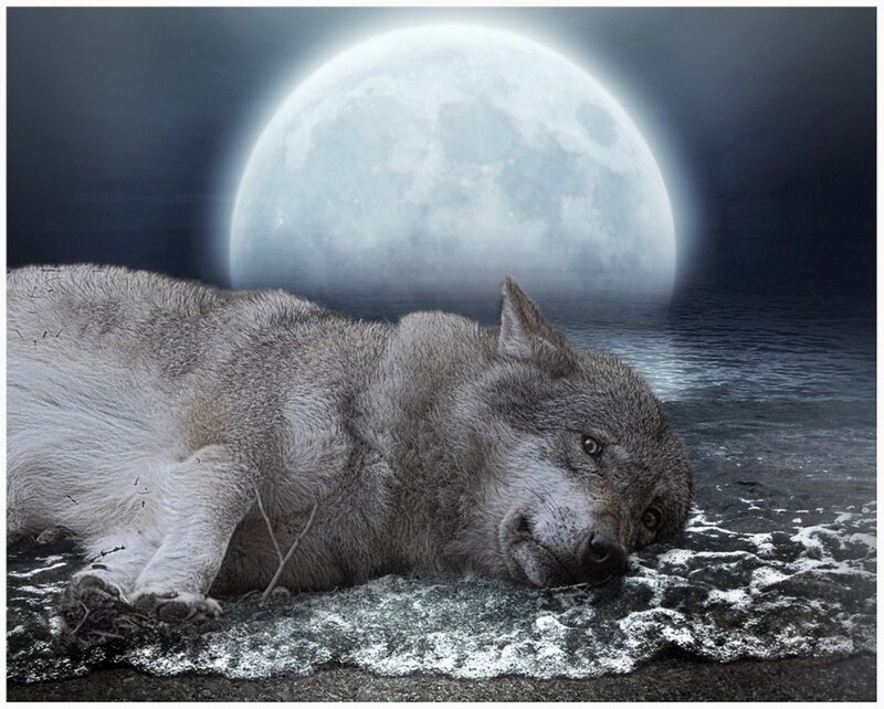Wolf Lying on Shore