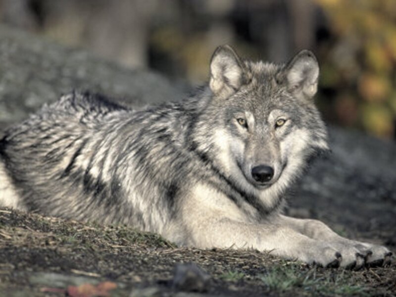 wolf lying on the ground