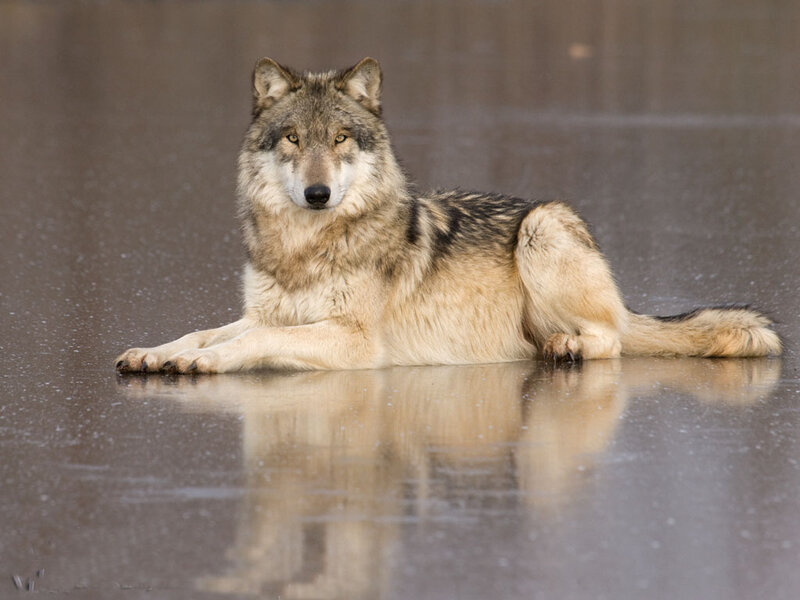 Wolf Lying on Wet Ground