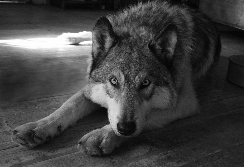 wolf lying on wooden floor