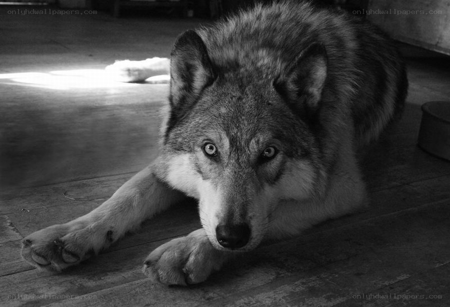 wolf lying on wooden floor