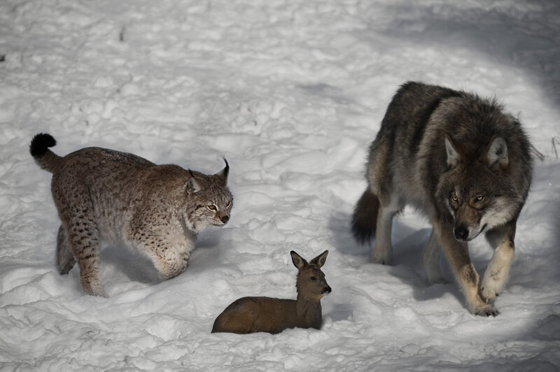 Wolf Lynx and Deer