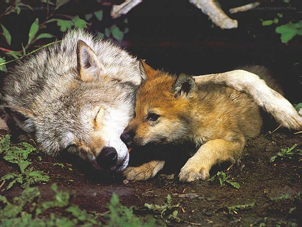 Wolf mother and pup resting