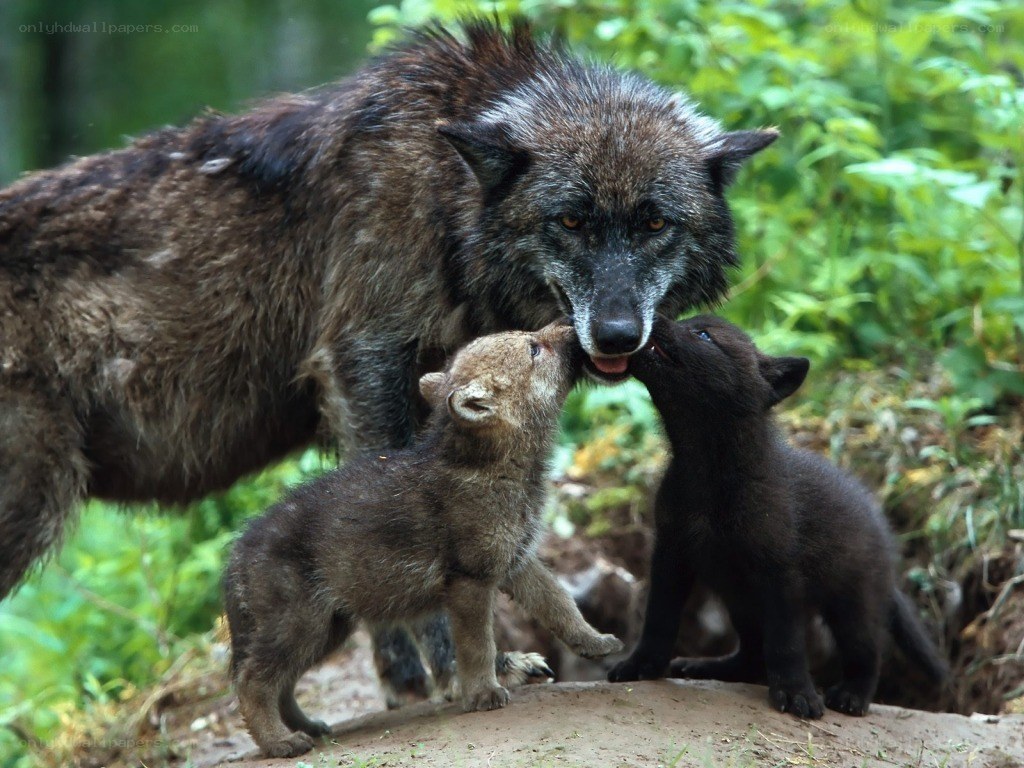 wolf mother feeding her pups