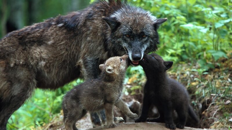 Wolf Mother with Cubs — Brown, Natural, Afternoon, Photograph, Forest, Mud