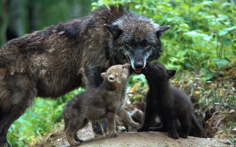 Wolf Mother with Cubs — Brown, Natural, Afternoon