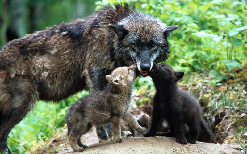 Wolf Mother with Cubs — Brown, Natural