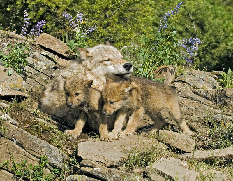 Wolf Mother with Cubs — Brown, Serene