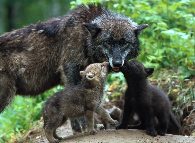 Wolf Mother with Cubs