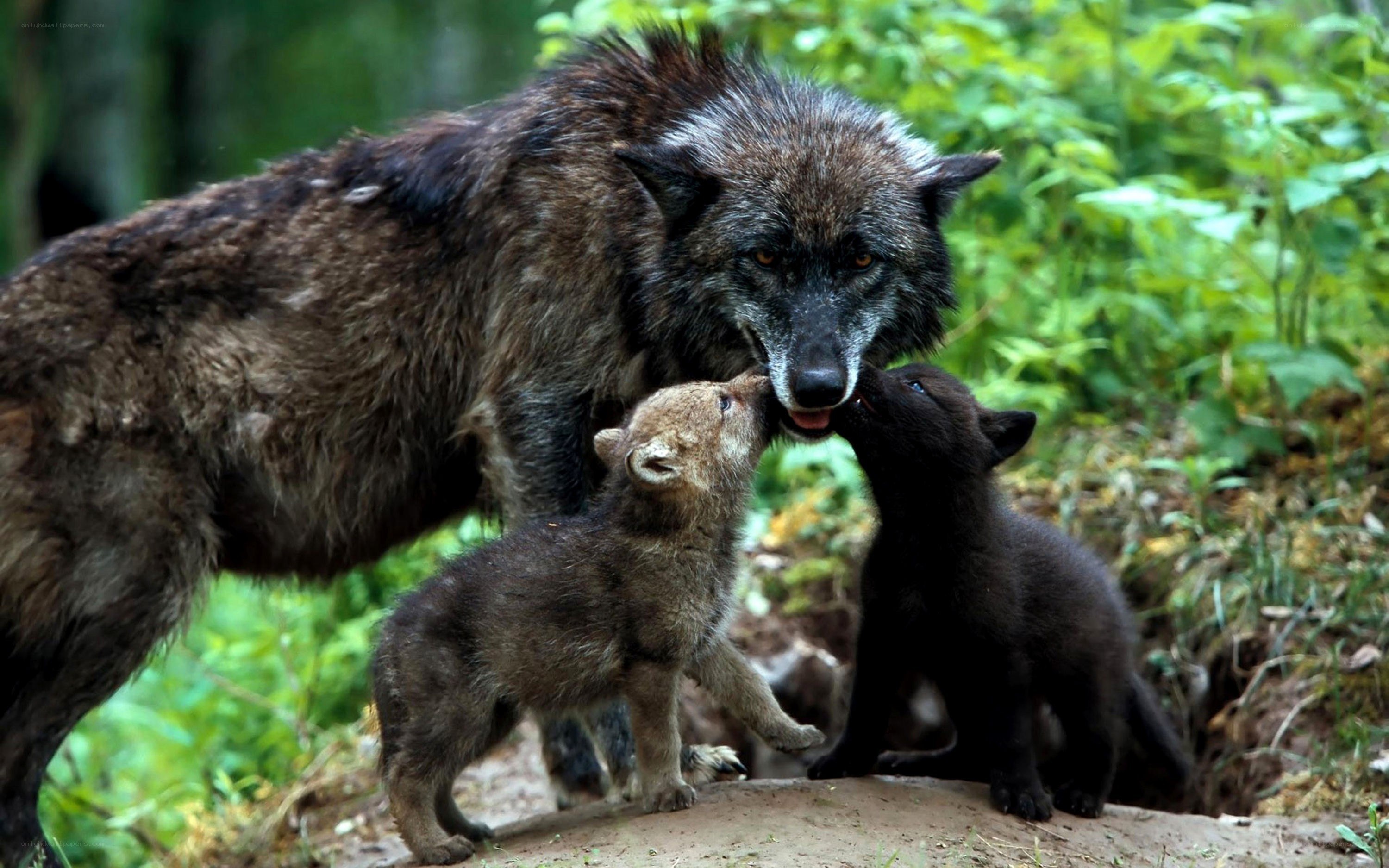 Wolf mother with her cubs