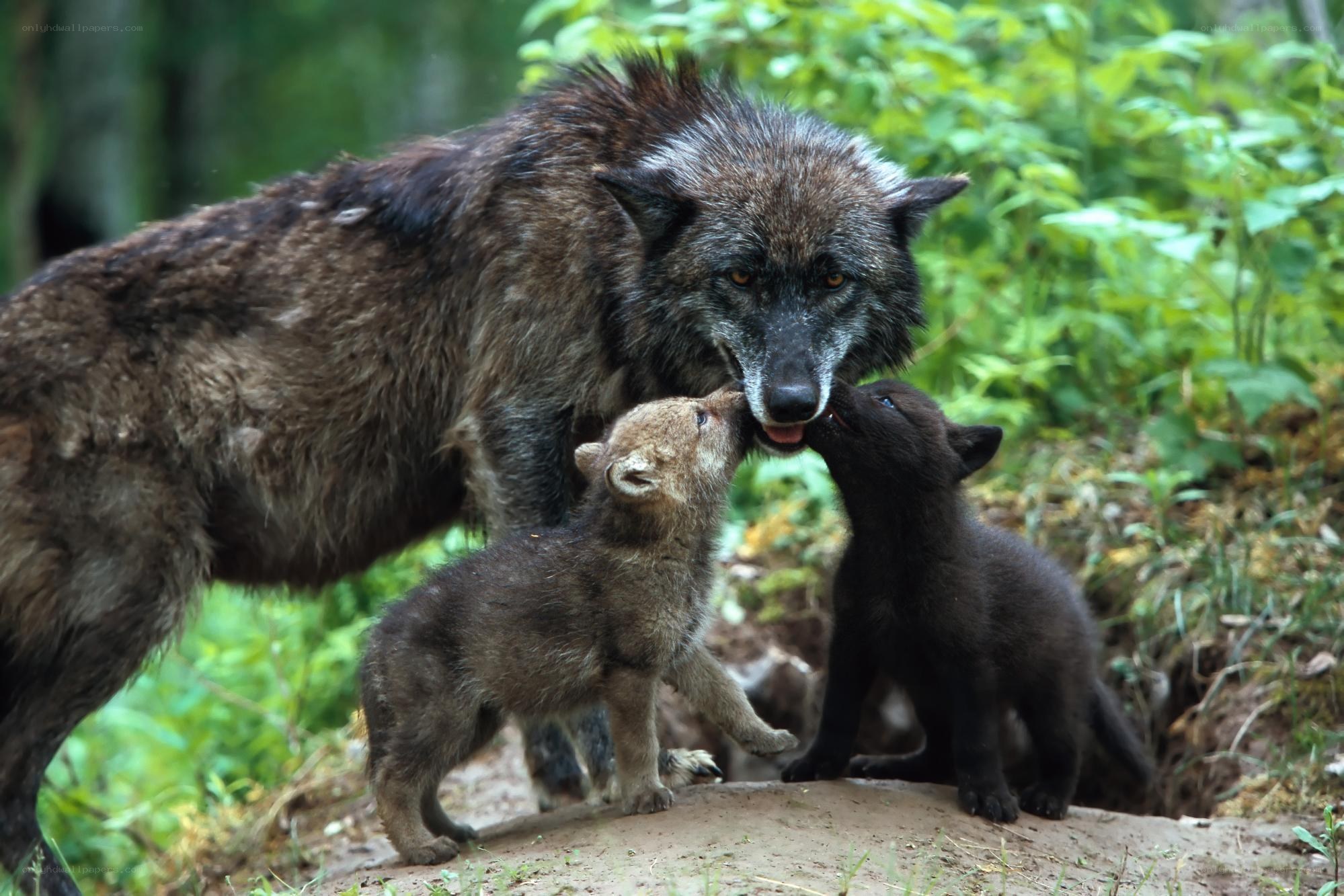 Wolf mother with her pups