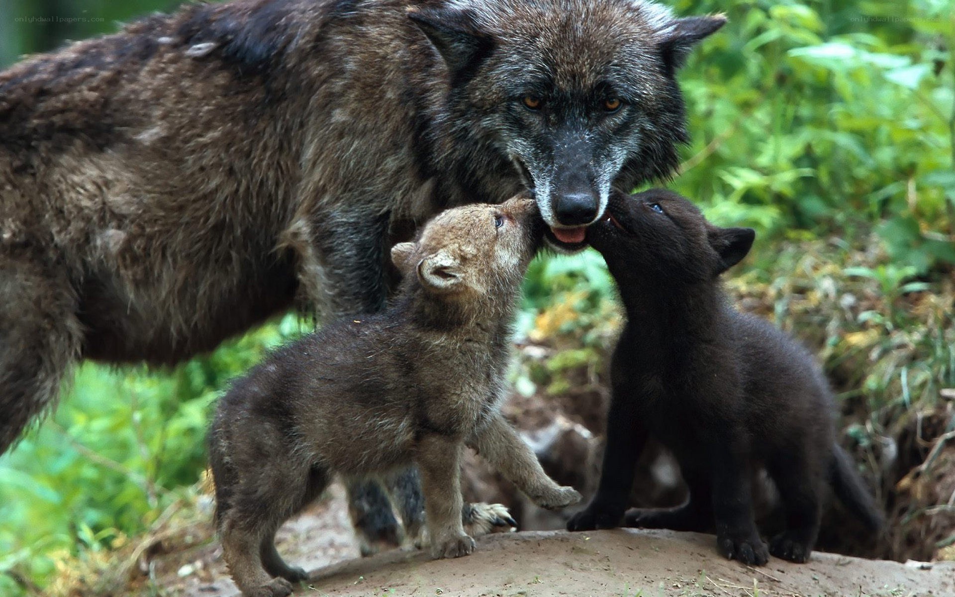 wolf mother with her pups