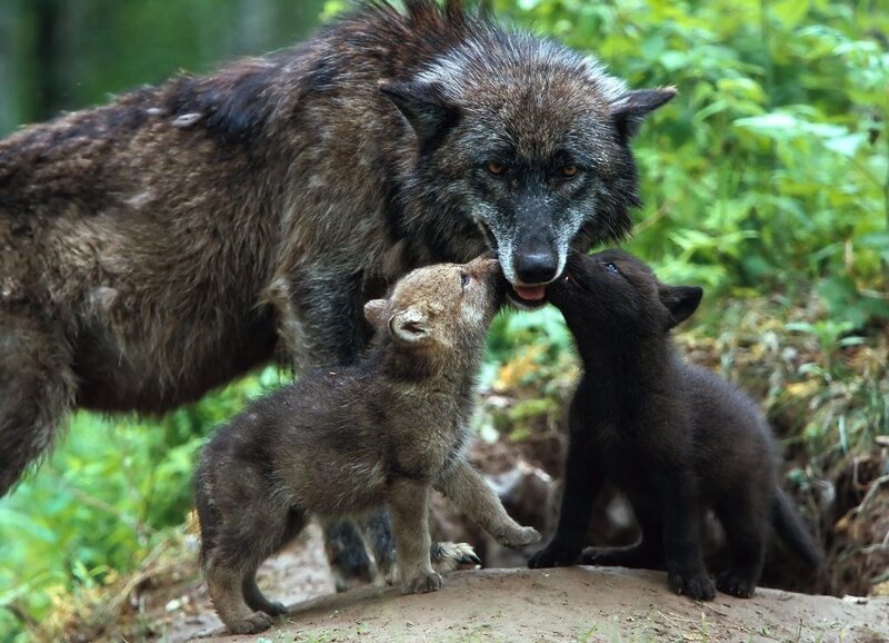 Wolf mother with her pups
