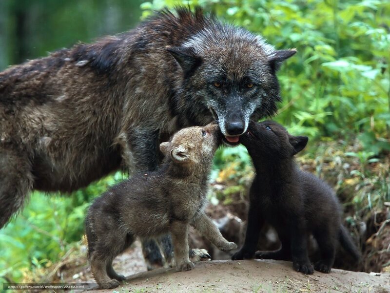 wolf mother with her pups