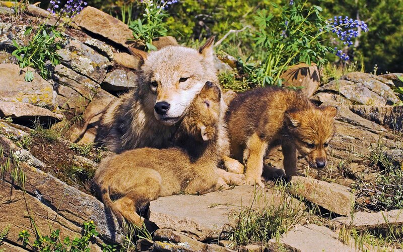 Wolf Mother with Pups