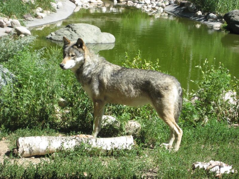 wolf near a pond