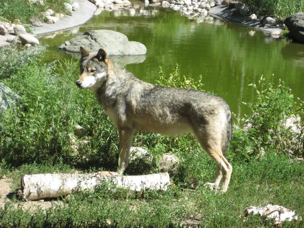 wolf near a pond