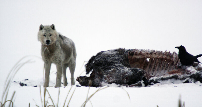 Wolf Near Carcass
