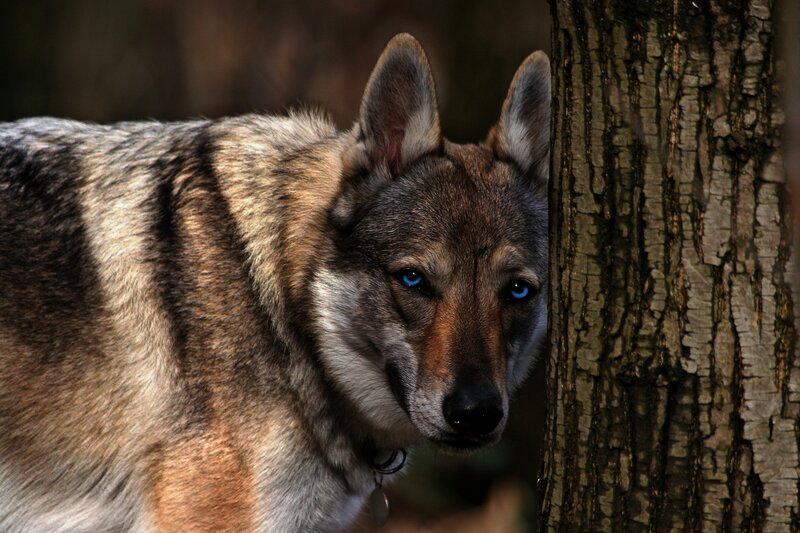 Wolf Near Tree