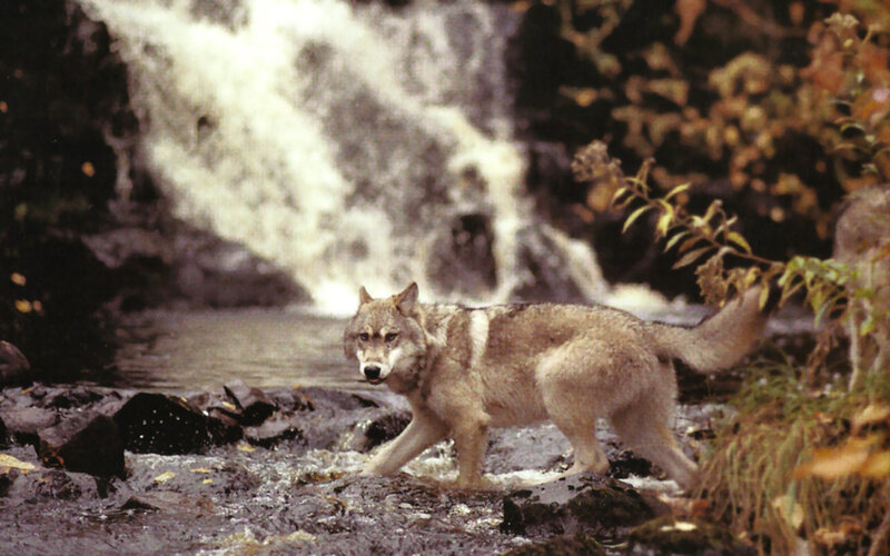 Wolf Near Waterfall — Brown