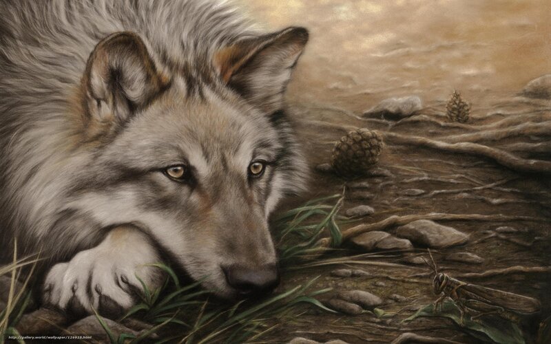 wolf observing a grasshopper