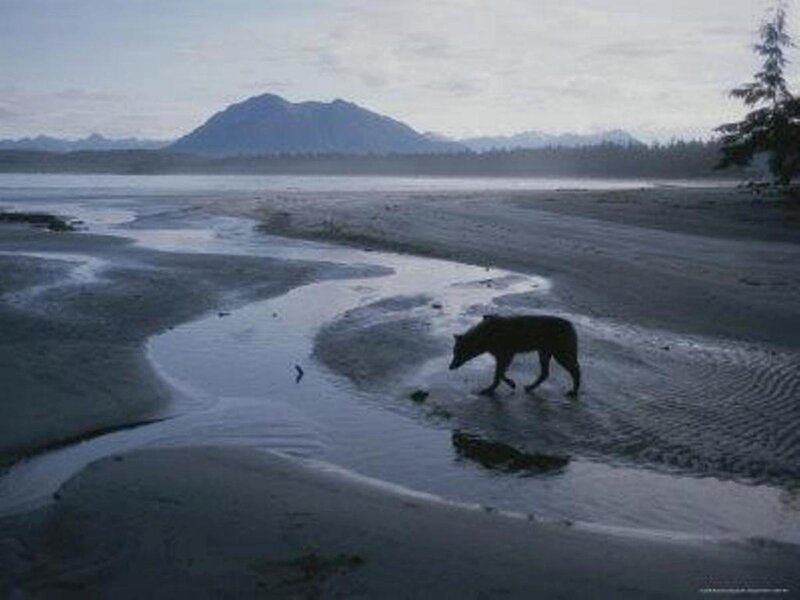 Wolf on a Beach — Blue